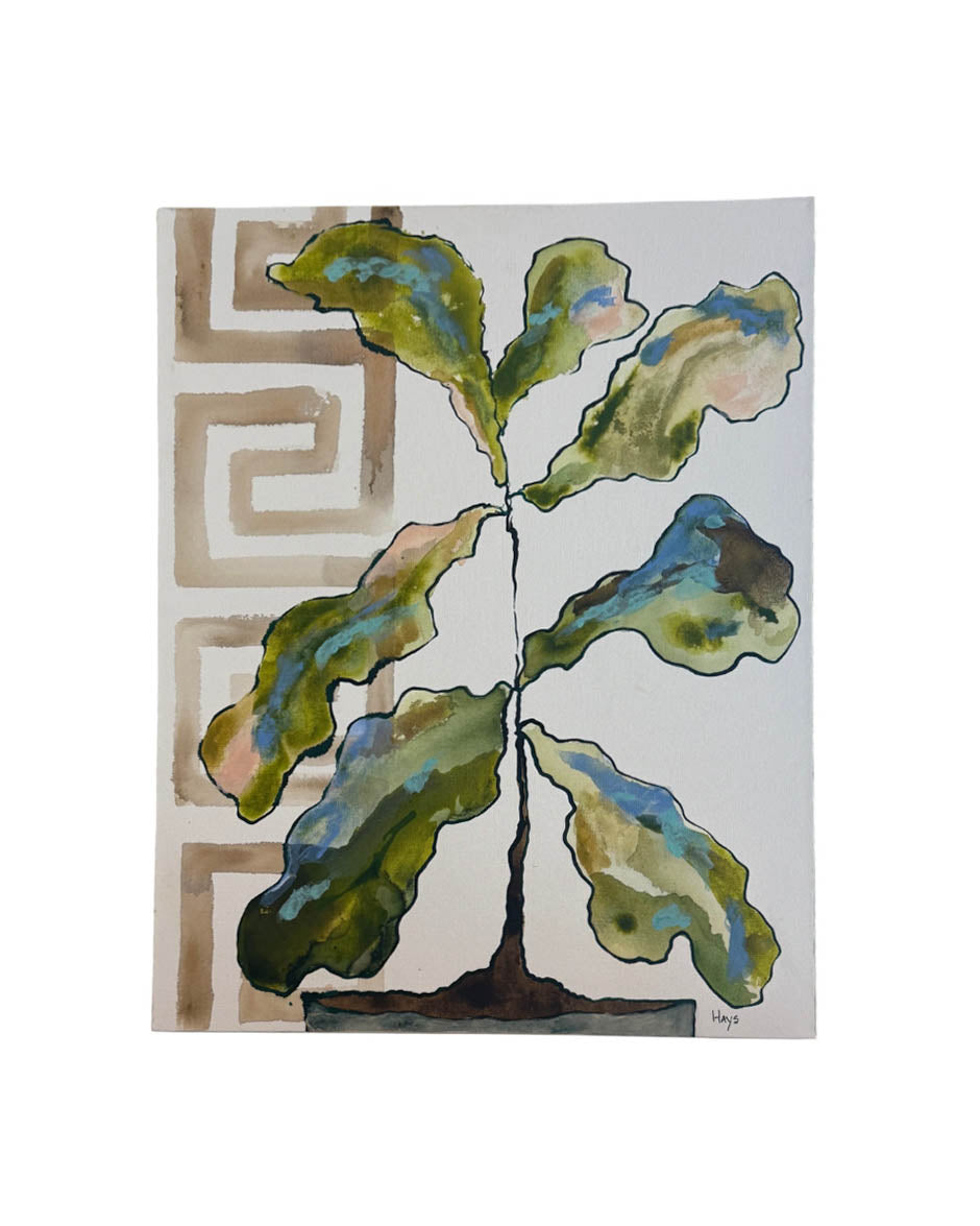 FIDDLE FIG