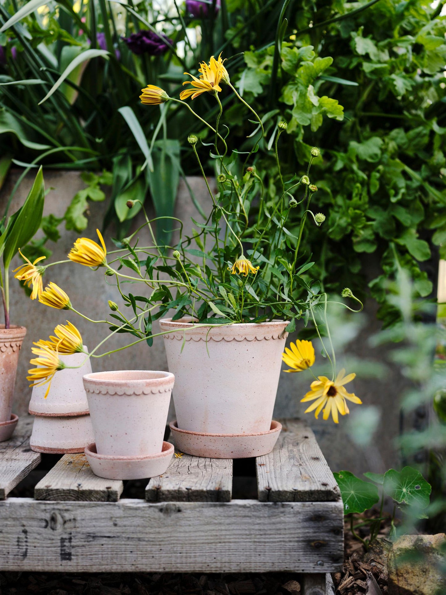 HELENA RAW ROSA