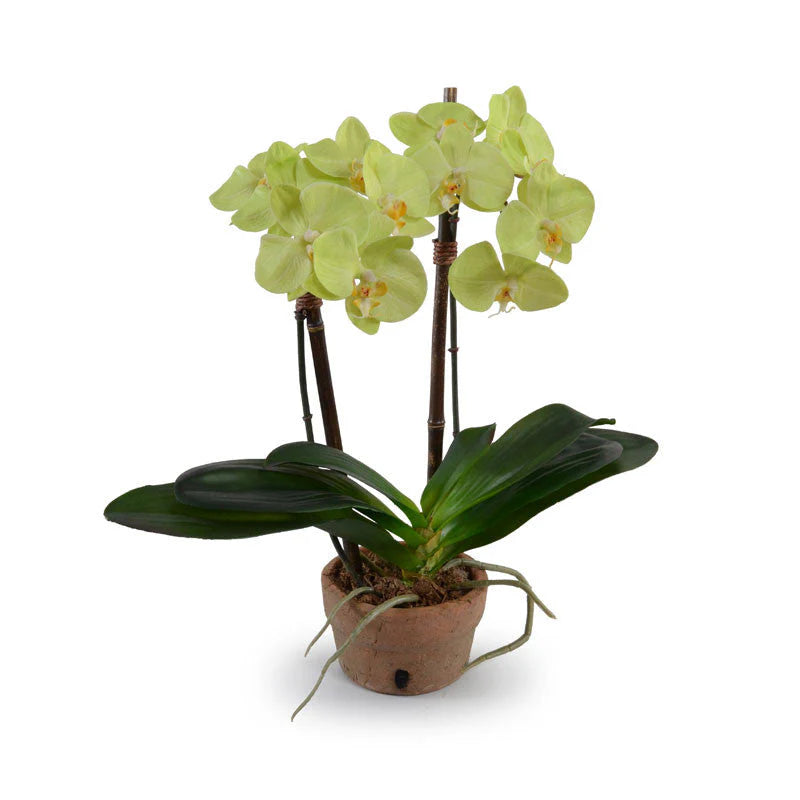 SMALL PHALAENOPSIS ORCHID