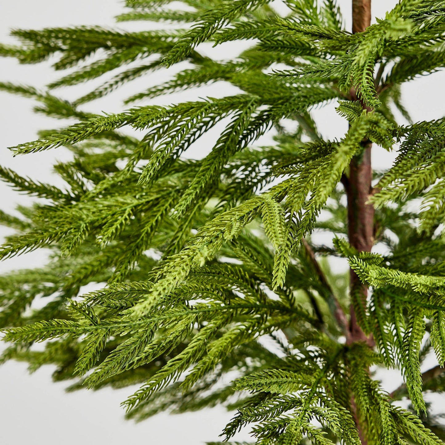 NORFOLK PINE TREE- 36"