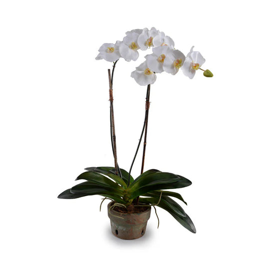 PHALAENOPSIS ORCHID x 2 IN 7" POT