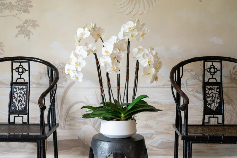 WHITE PHALAENOPSIS ORCHID x 5