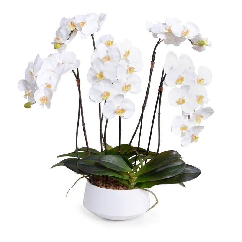 WHITE PHALAENOPSIS ORCHID x 5