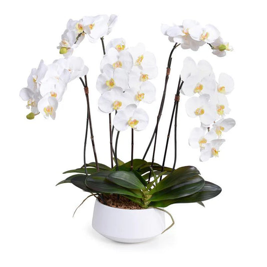 WHITE PHALAENOPSIS ORCHID x 5