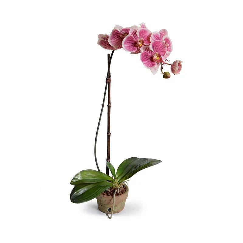 PHALAENOPSIS ORCHID