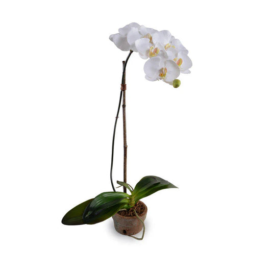 PHALAENOPSIS ORCHID