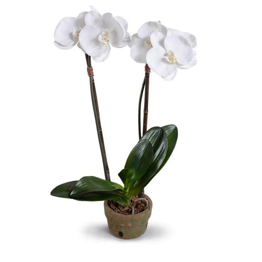 PHALAENOPSIS ORCHID x 2 IN 6" POT