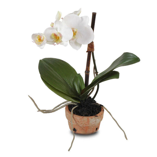 PHALAENOPSIS ORCHID 14"