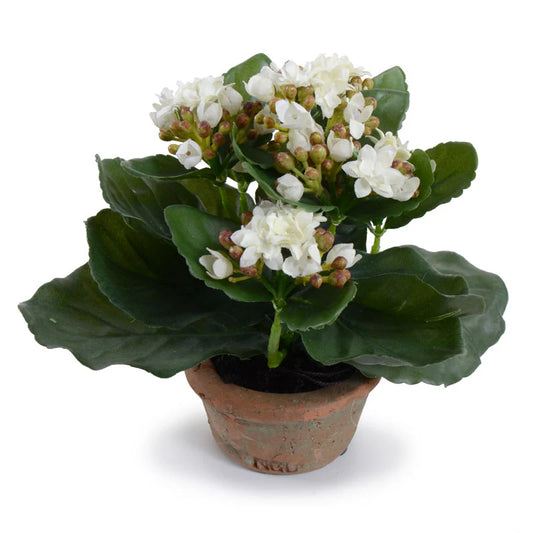 SMALL KALANCHOE PLANT