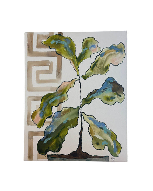 FIDDLE FIG