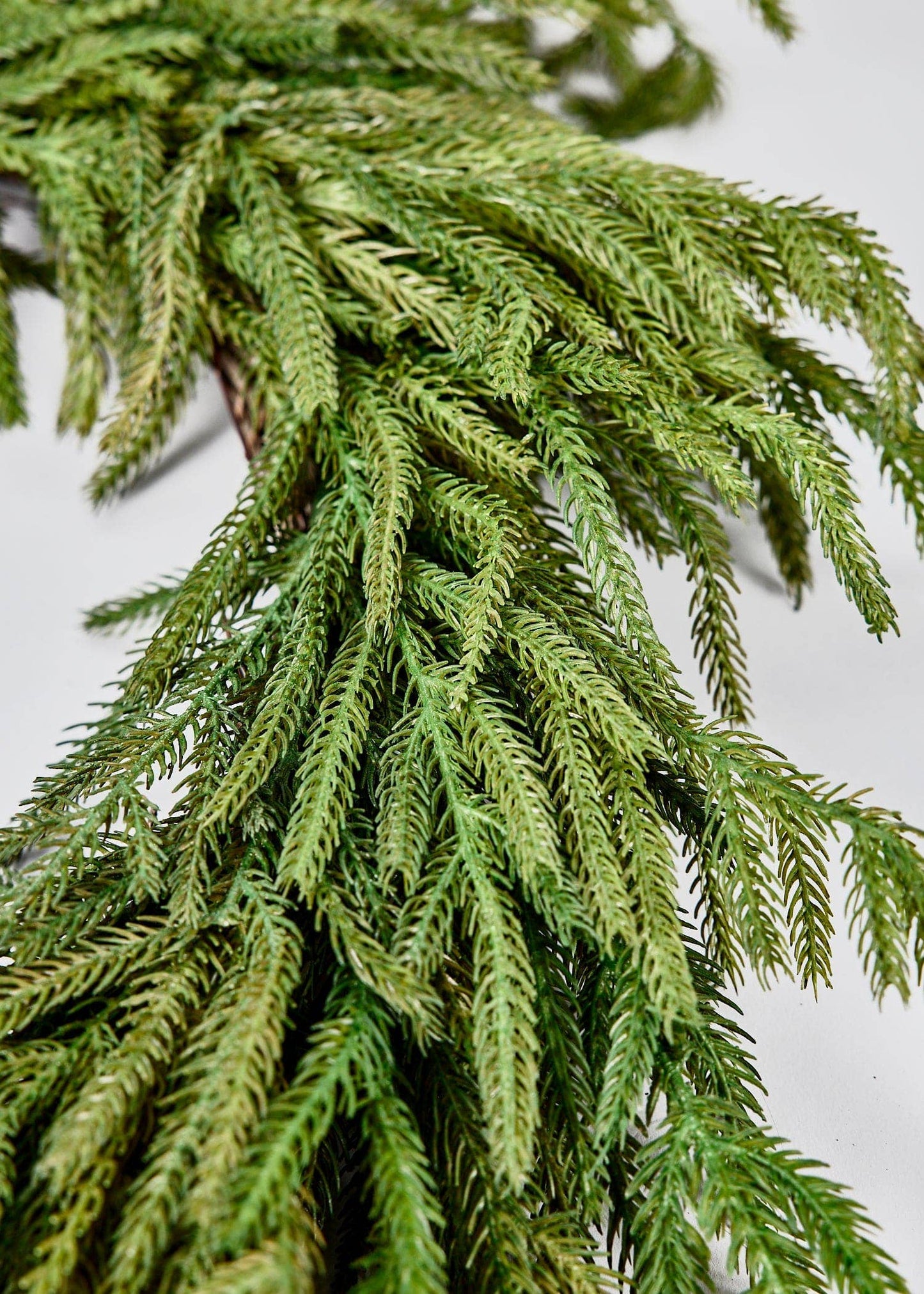 NORFOLK PINE WREATH- 24"