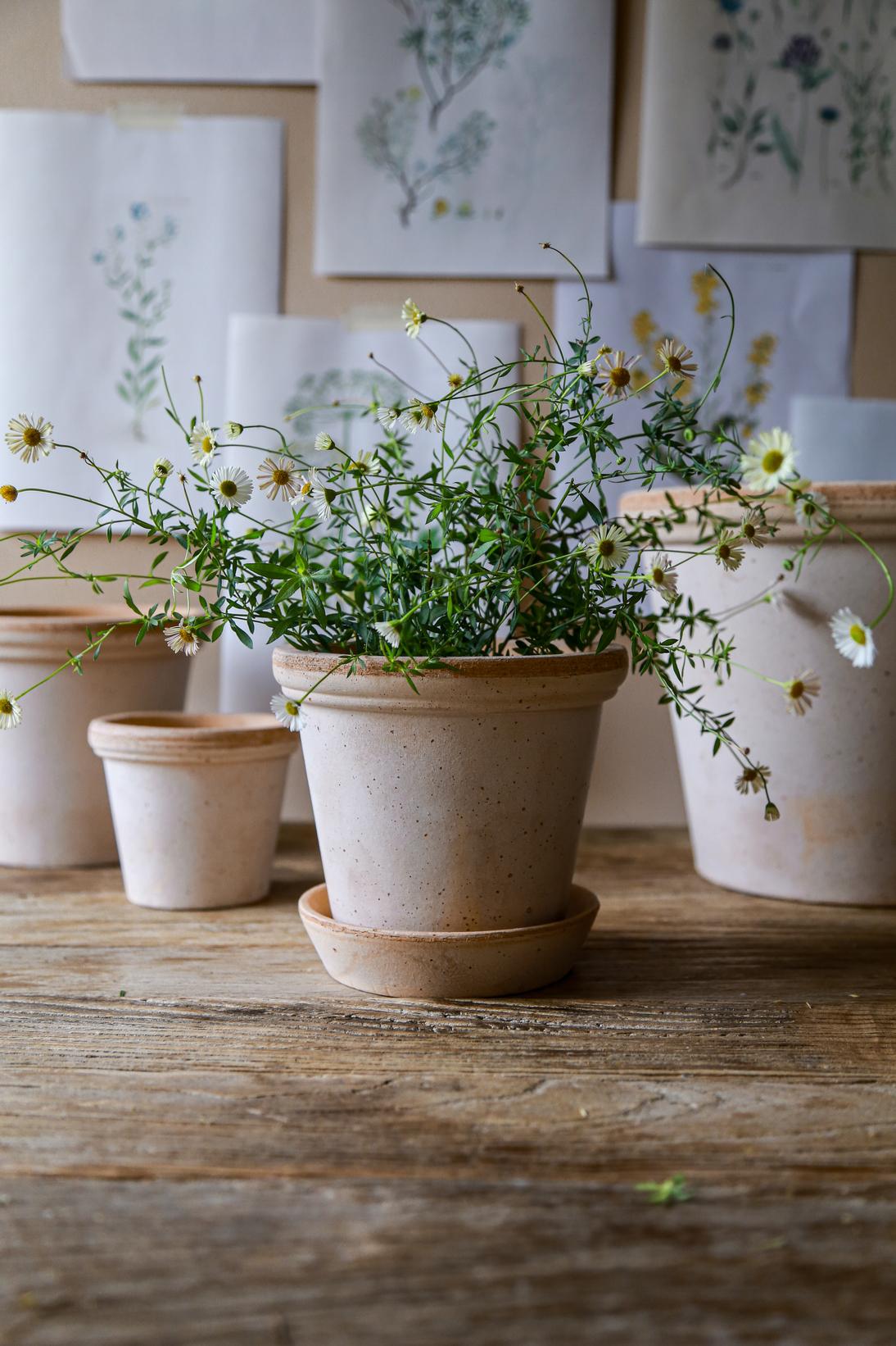 FLORA RAW ROSA
