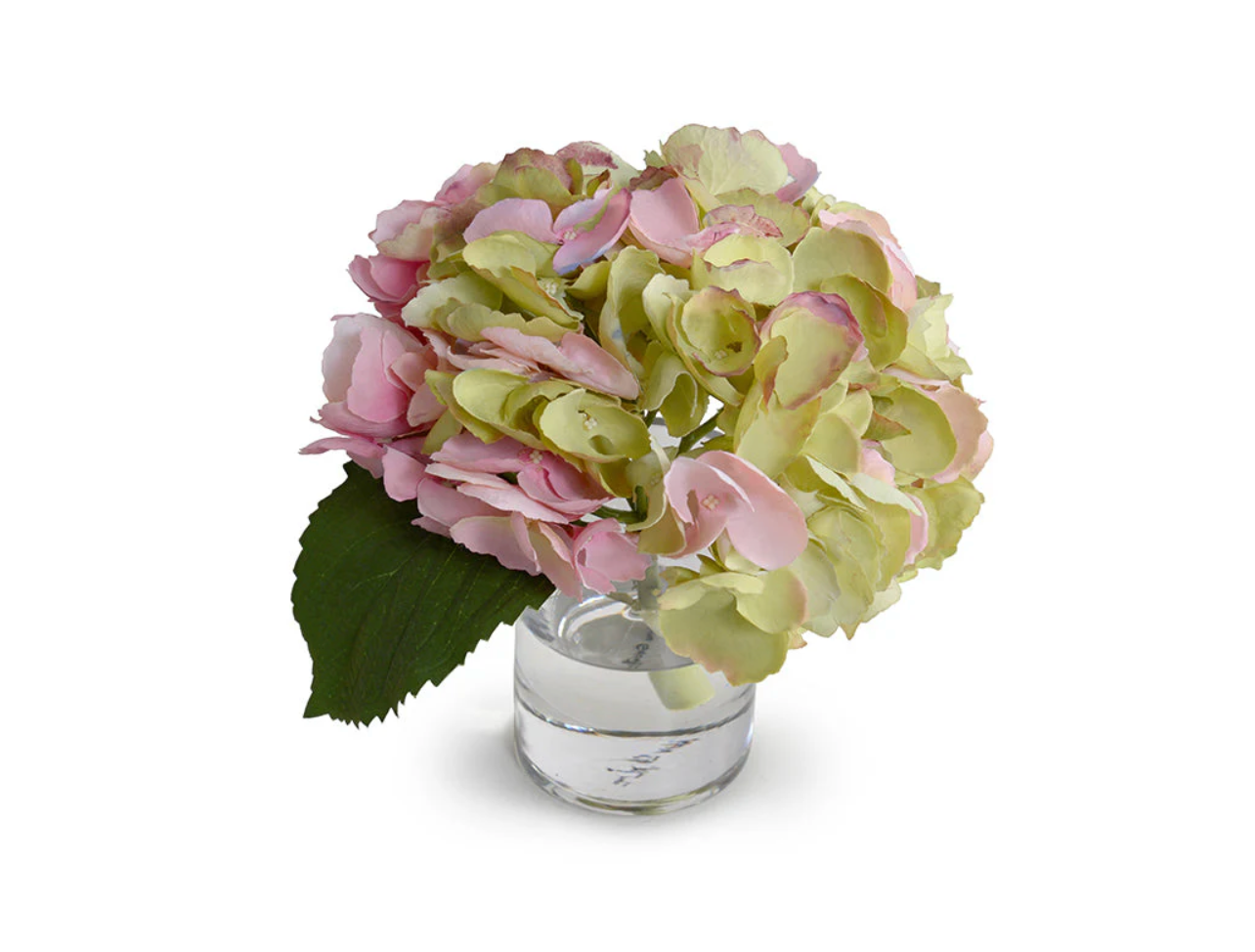 HYDRANGEA CUTTING WITH LEAF