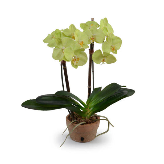 SMALL PHALAENOPSIS ORCHID