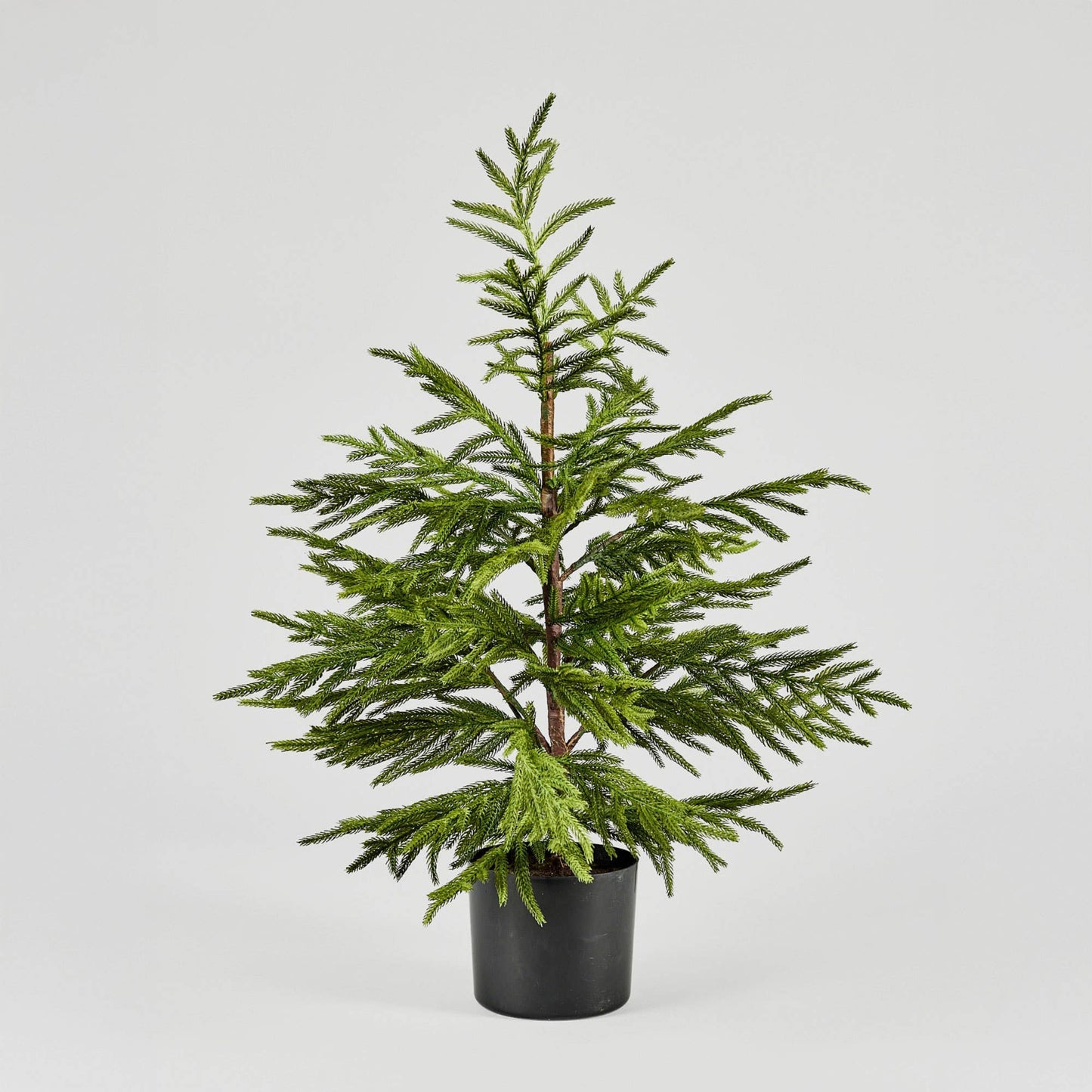 NORFOLK PINE TREE- 36"
