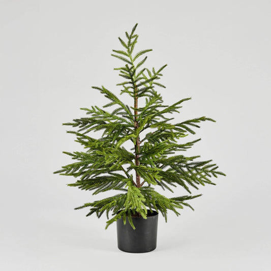 NORFOLK PINE TREE- 36"