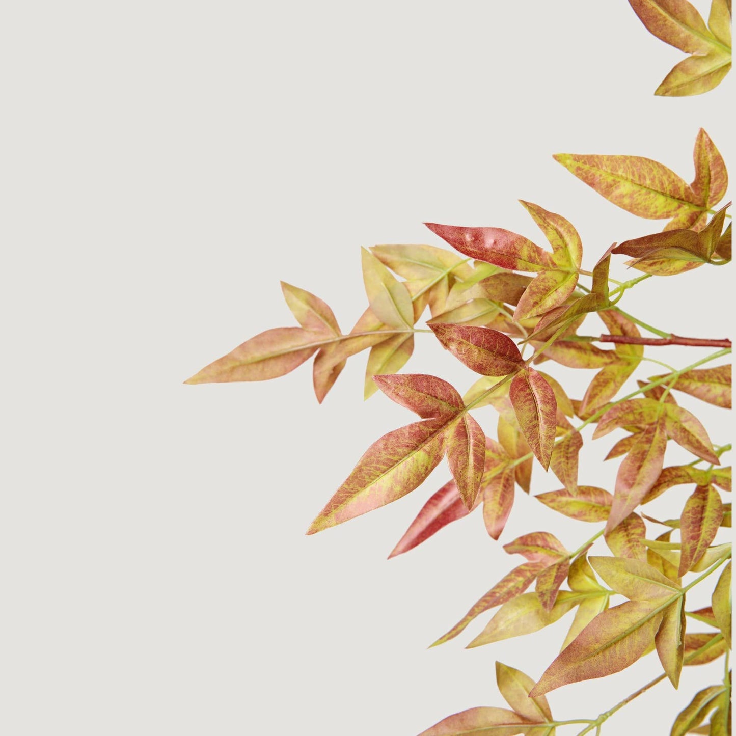 NANDINA LEAF BRANCH