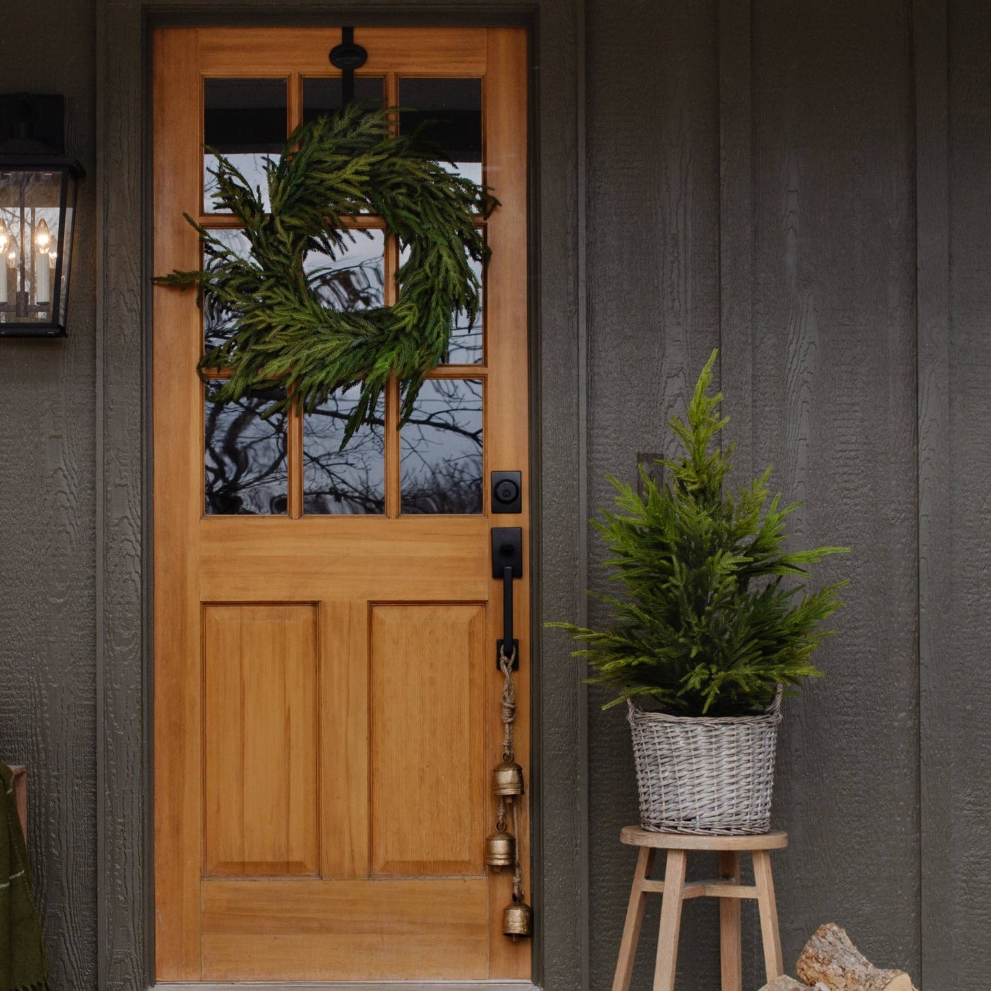 NORFOLK PINE TREE- 36"