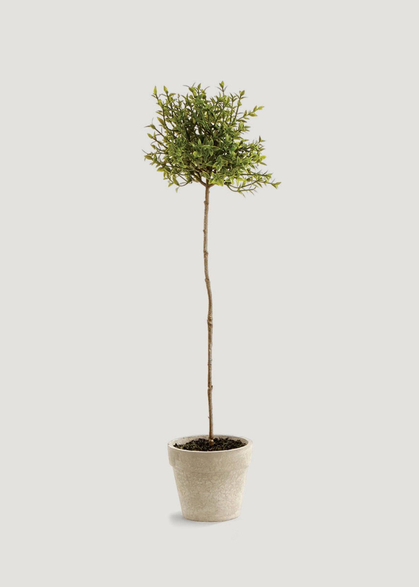 THYME TOPIARY