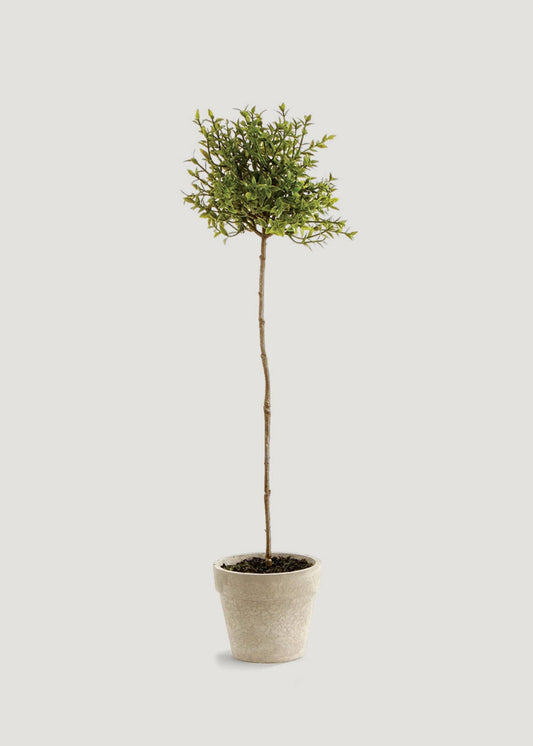 THYME TOPIARY